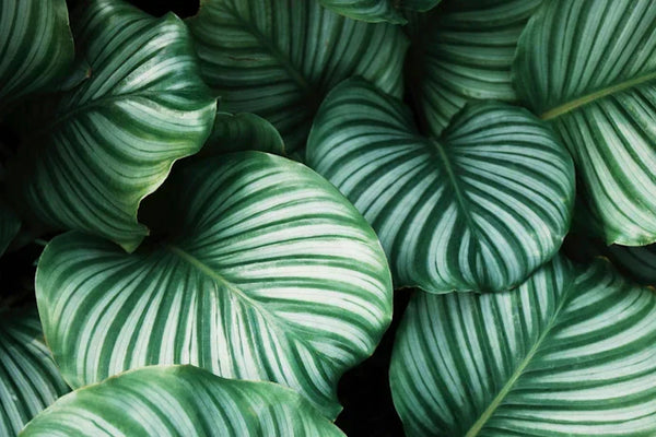 Grüne Pflanzen | ©Unsplash, Ren Ran