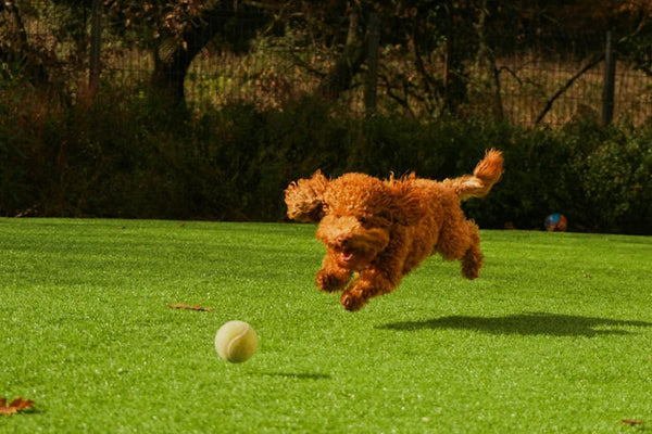 Hund der Ball jagt | ©Afra Ramió