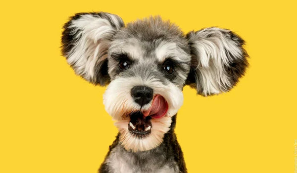 Ein freundlich aussehender Hund