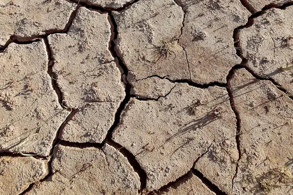 Vertrockneter Boden | ©José Ignacio Pompé