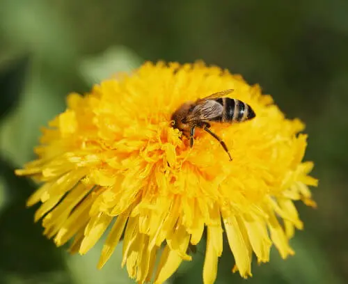 Biene auf Loewenzahn_4738_Bienen-Basics